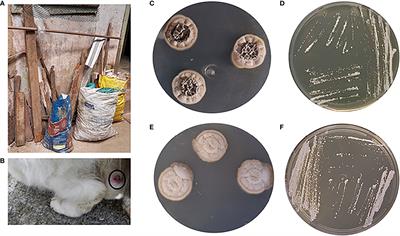 Environmental Isolation of Sporothrix brasiliensis in an Area With Recurrent Feline Sporotrichosis Cases